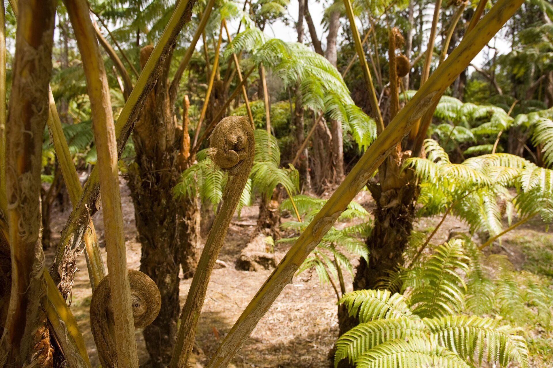Private lot with native ferns.