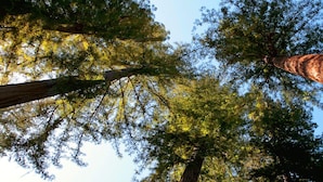 Un árbol alto con vista despejada del tronco y las ramas contra un cielo azul.