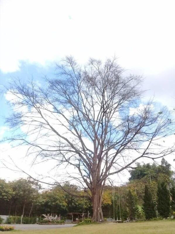 A large, leafless tree in a park with a grassy area and other trees in the background.
