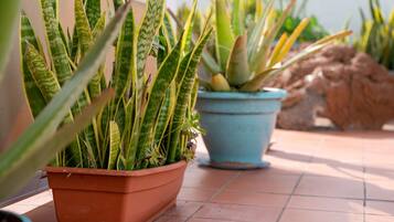 Two terracotta pots with green plants on a tiled floor.