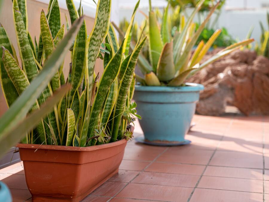 Dos macetas de terracota con plantas verdes sobre un suelo de baldosas.