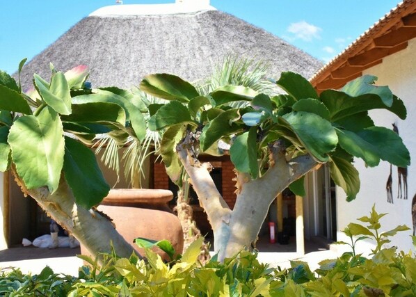 Property grounds - Kamaku Guesthouse (Otjiwarongo)