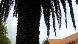 A building with a brick facade and arched windows, surrounded by palm trees and a cobblestone pathway. - Izimbali Lodge (Ermelo)