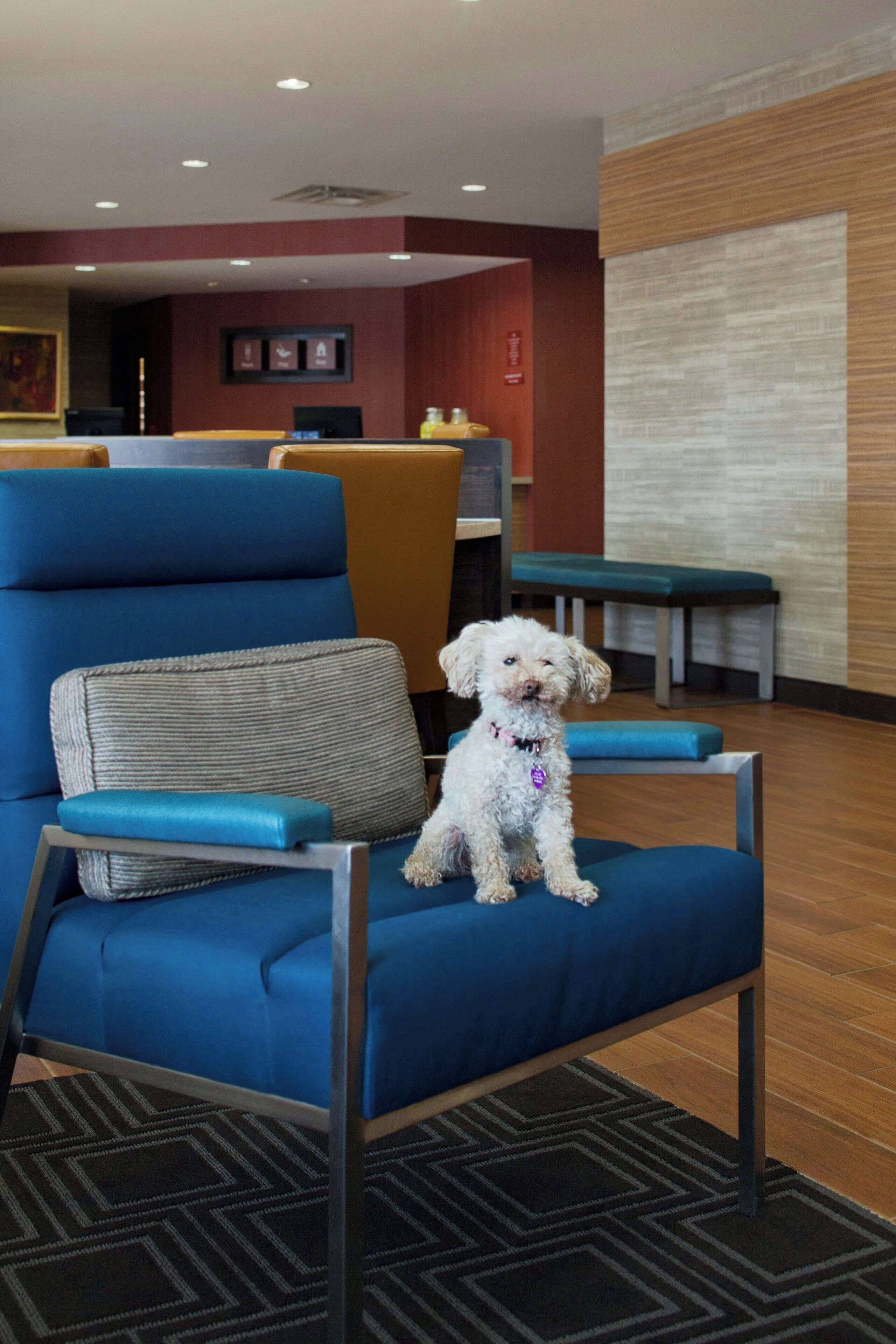 Un vestíbulo de hotel con un sillón azul, un perro blanco pequeño sentado en él y un mostrador de recepción de madera al fondo.