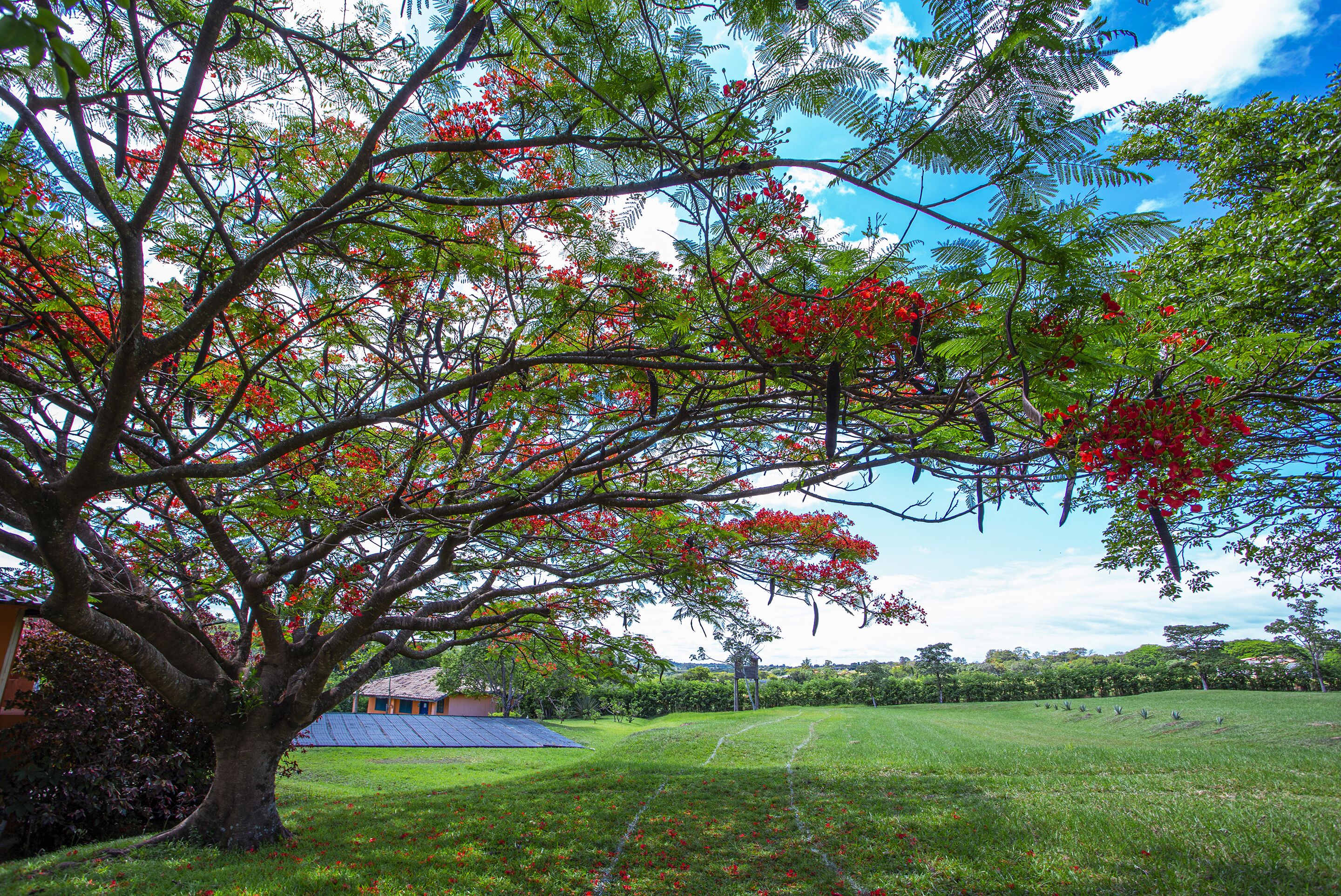A large tree with red flowers in a grassy field with a building in the background.