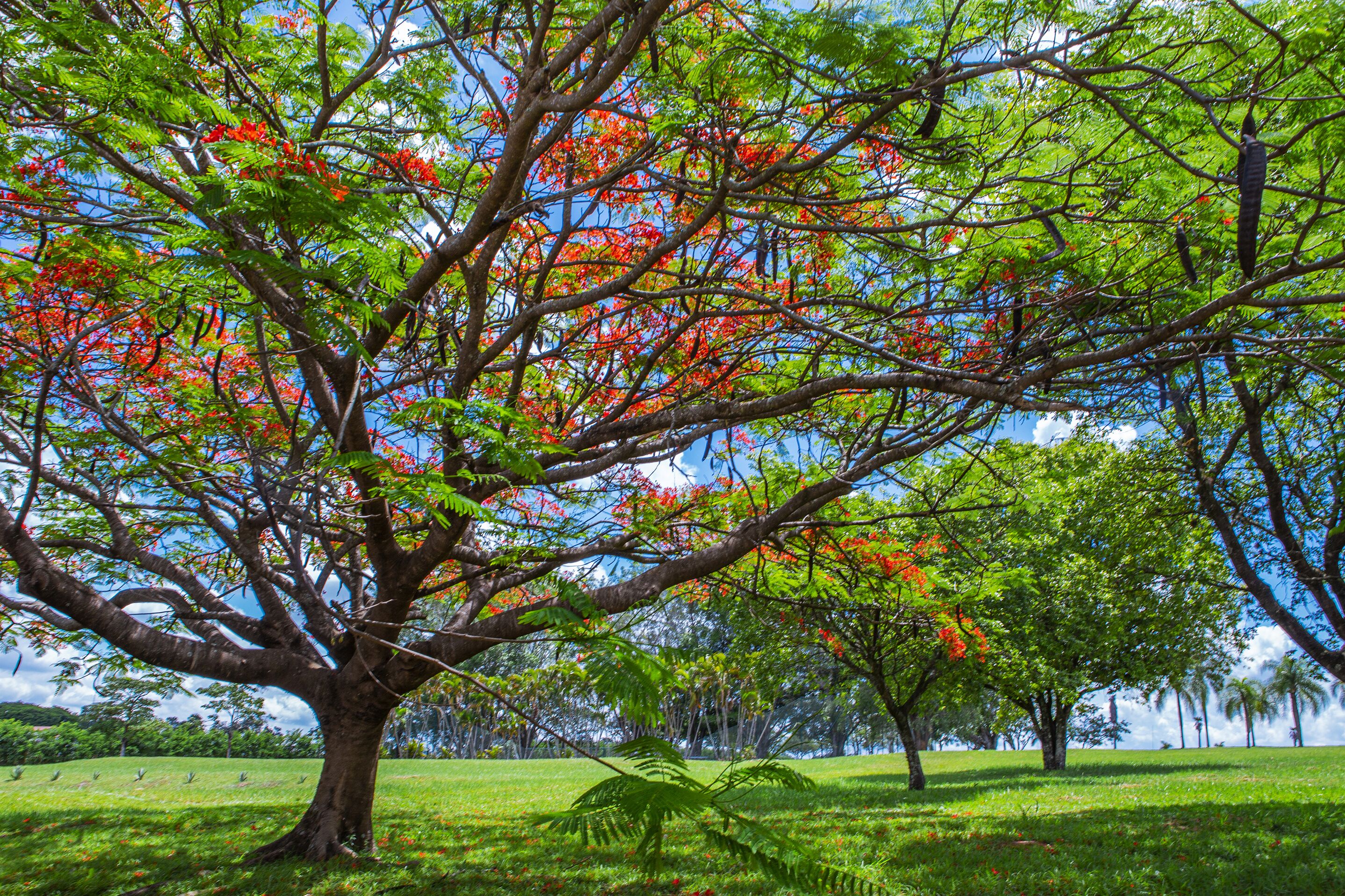 Un árbol grande con flores rojas y hojas verdes en un área cubierta de pasto.