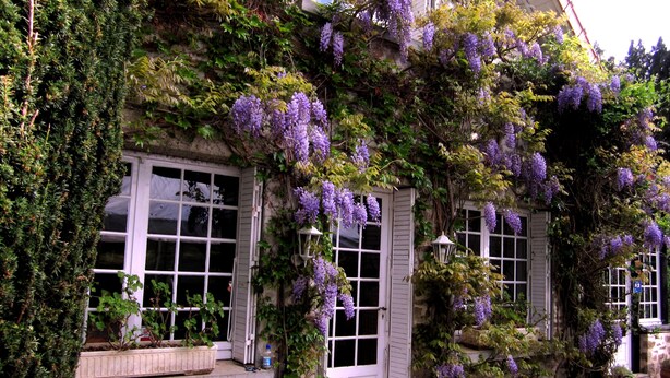 Una casa con puertas y ventanas blancas, cubierta de hiedra verde y flores moradas.