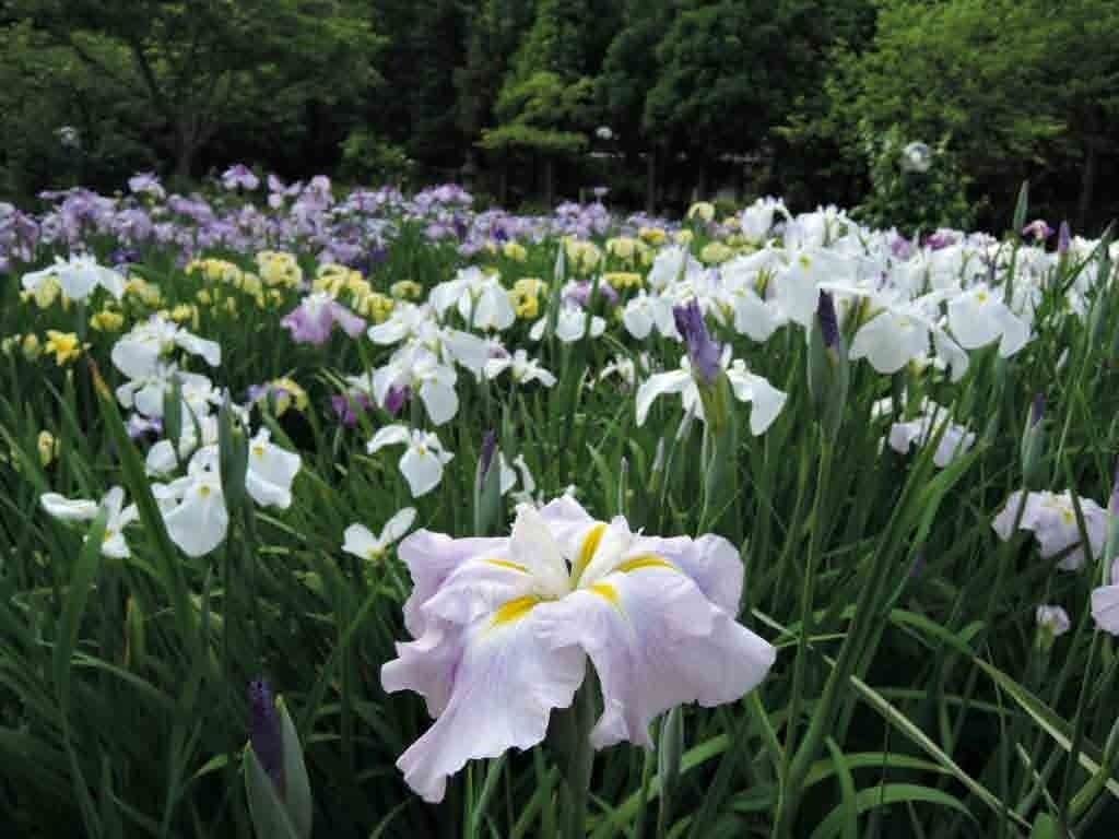 花園