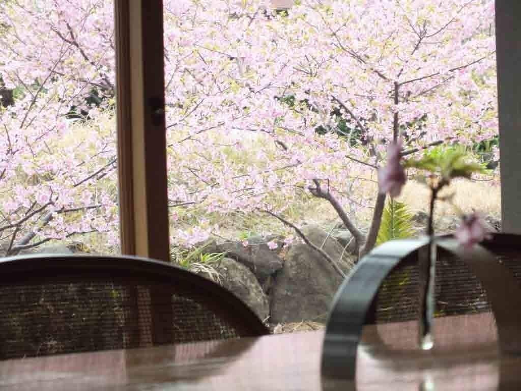 Vista a través de una ventana, con flores de cerezo afuera.