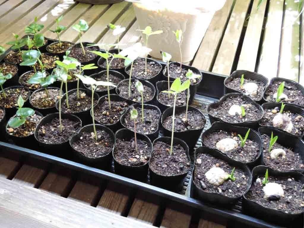 A tray of potted seedlings on a wooden surface.