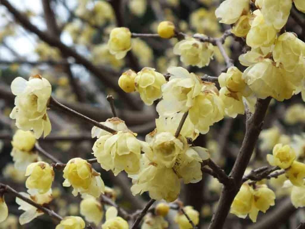 Un gros plan de fleurs jaunes sur une branche d’arbre.