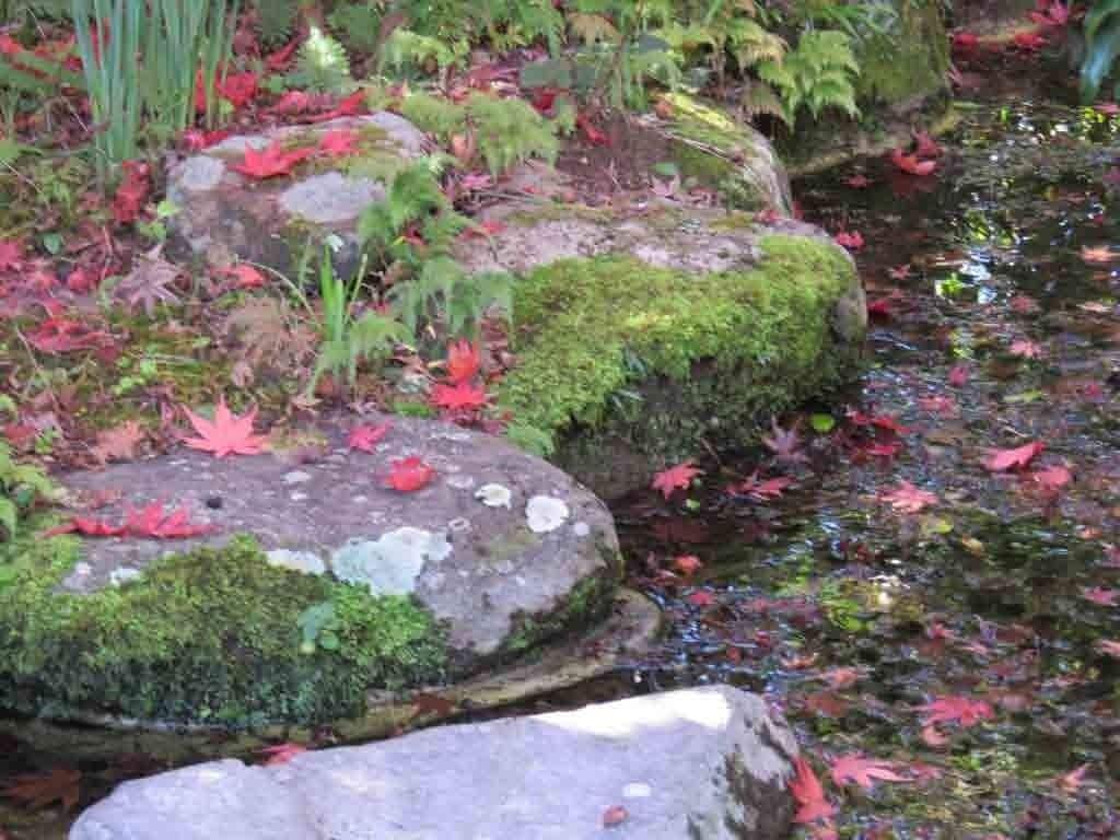A natural outdoor setting with rocks, moss, and autumn leaves by a water body.
