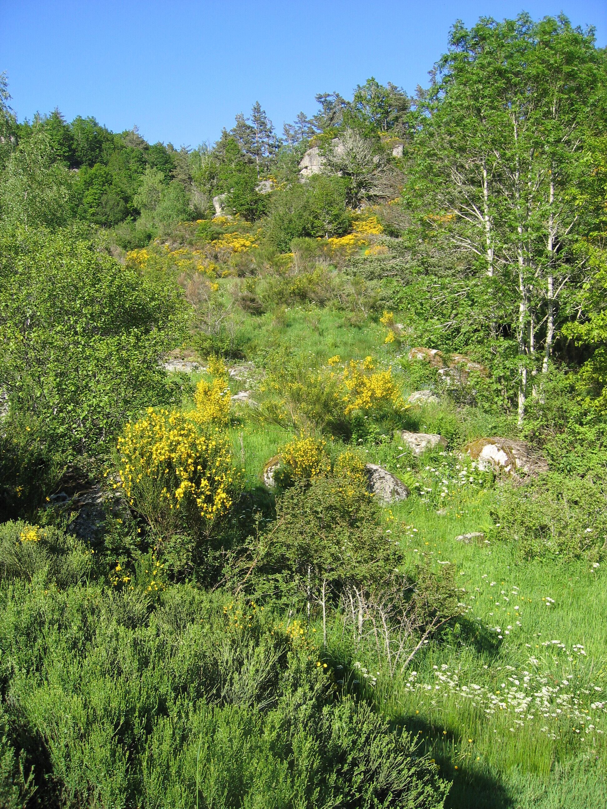 Un paysage naturel composé de divers arbustes verts et de fleurs jaunes, d’un terrain rocheux et d’arbres.