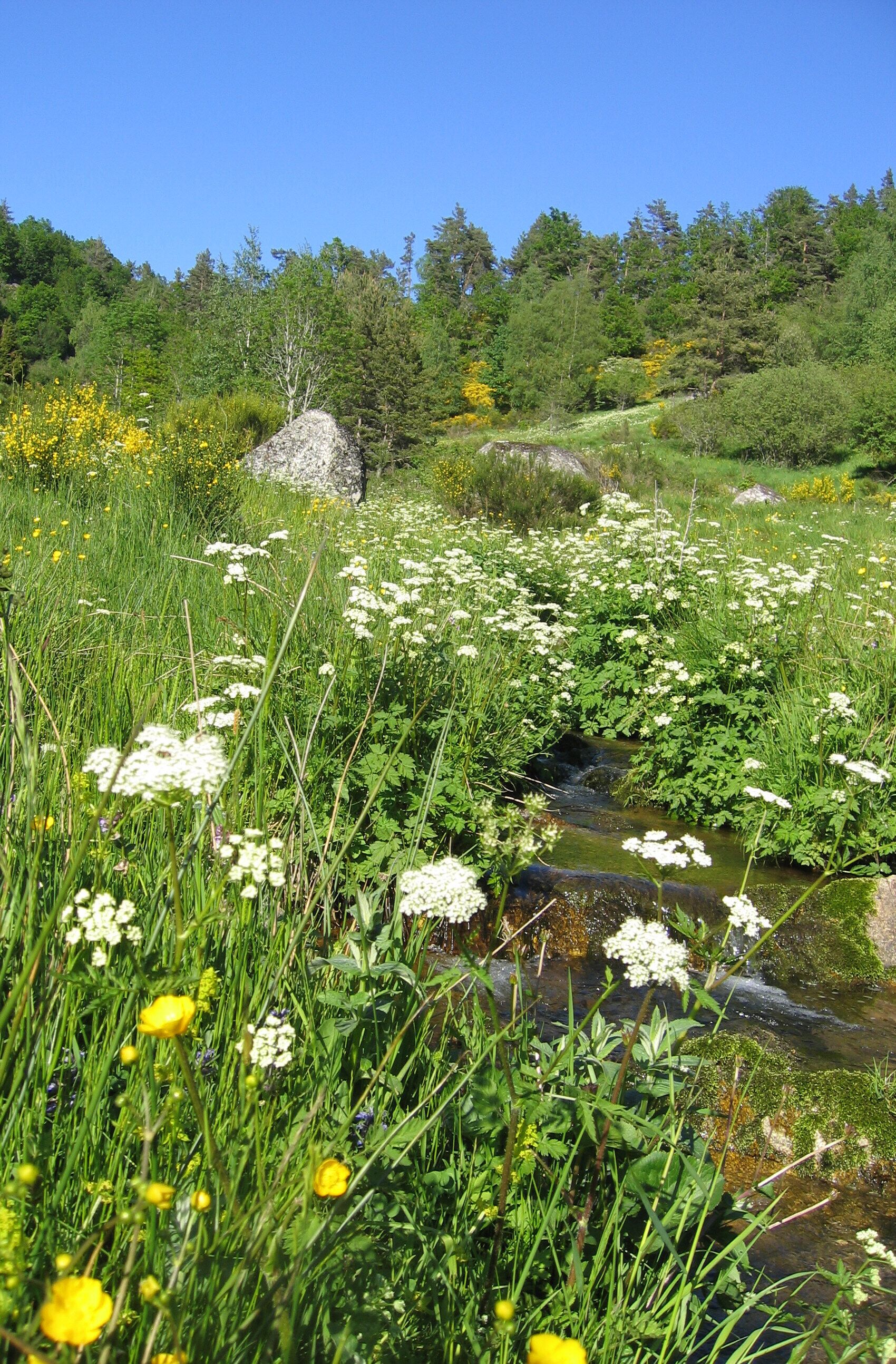 Un paisaje natural con un arroyo, flores silvestres y árboles.