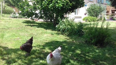 Beautiful cottage in the countryside in Ronchamp near the Corbusier architect