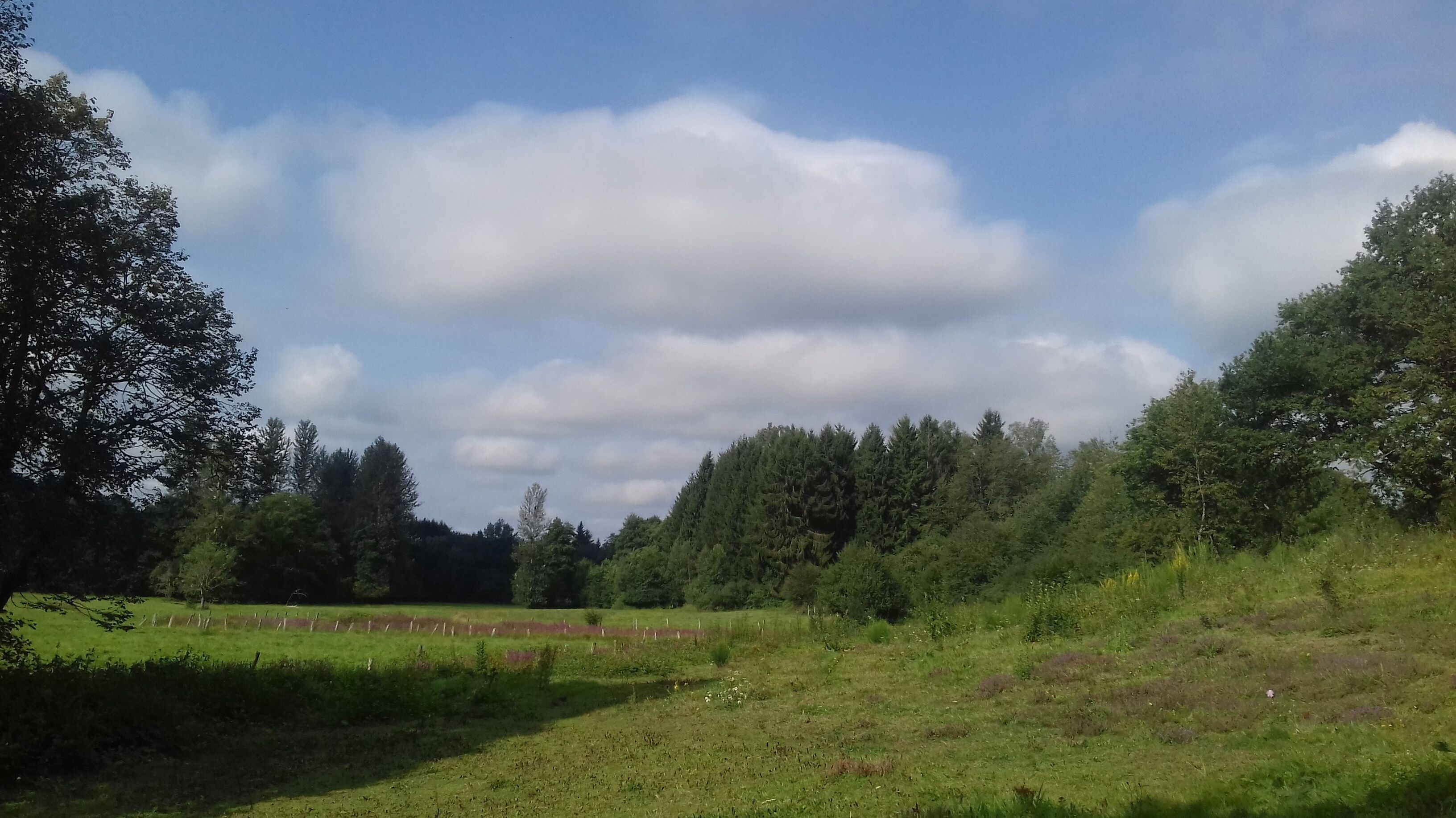 A grassy field with trees and a clear sky.