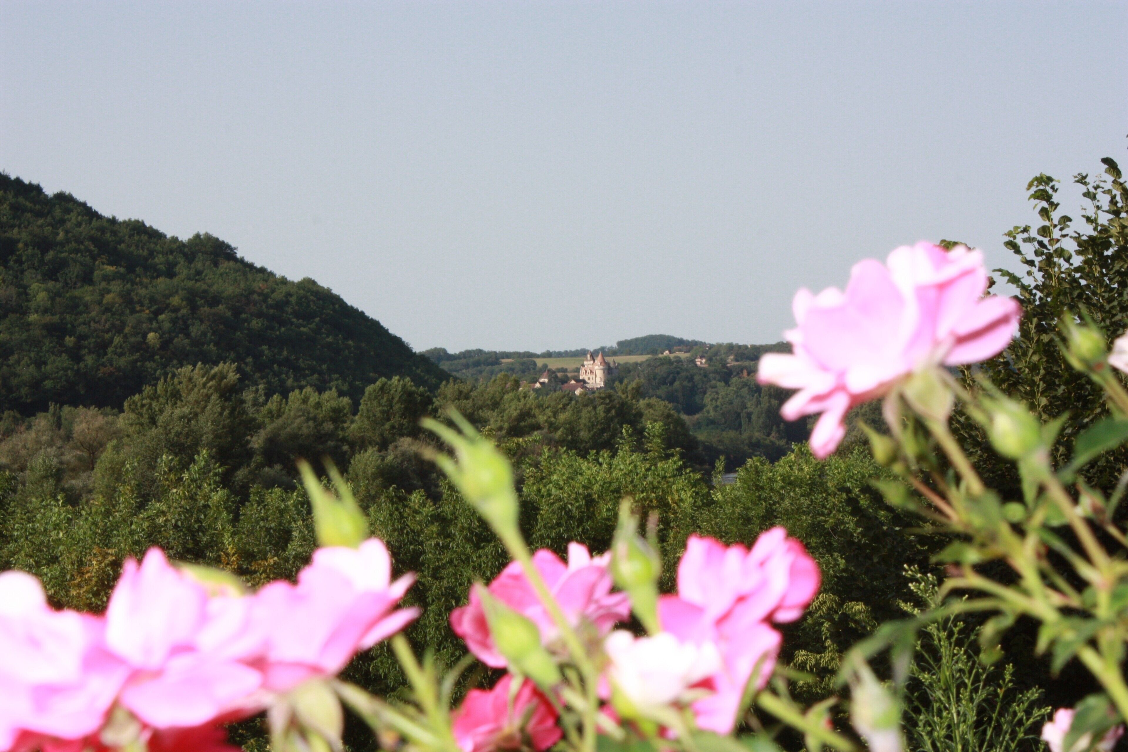Un paisaje con un castillo a lo lejos, rodeado de vegetación exuberante y flores rosadas en primer plano.