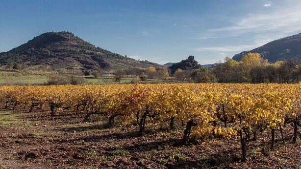 A vineyard with rows of grapevines and a mountainous backdrop.