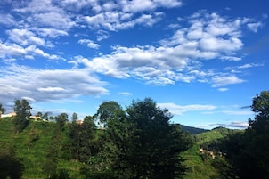 Un paisaje exuberante y verde con árboles y un cielo azul despejado con nubes.