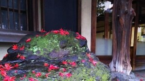 A large rock with moss and red leaves, a wooden tree trunk, and a building entrance with a window. - Homeikan Morikawa Annex (Tokyo)