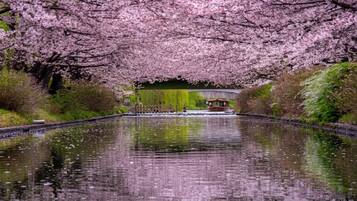 A tranquil canal with cherry blossoms in full bloom, a traditional wooden bridge, and a small pavilion.