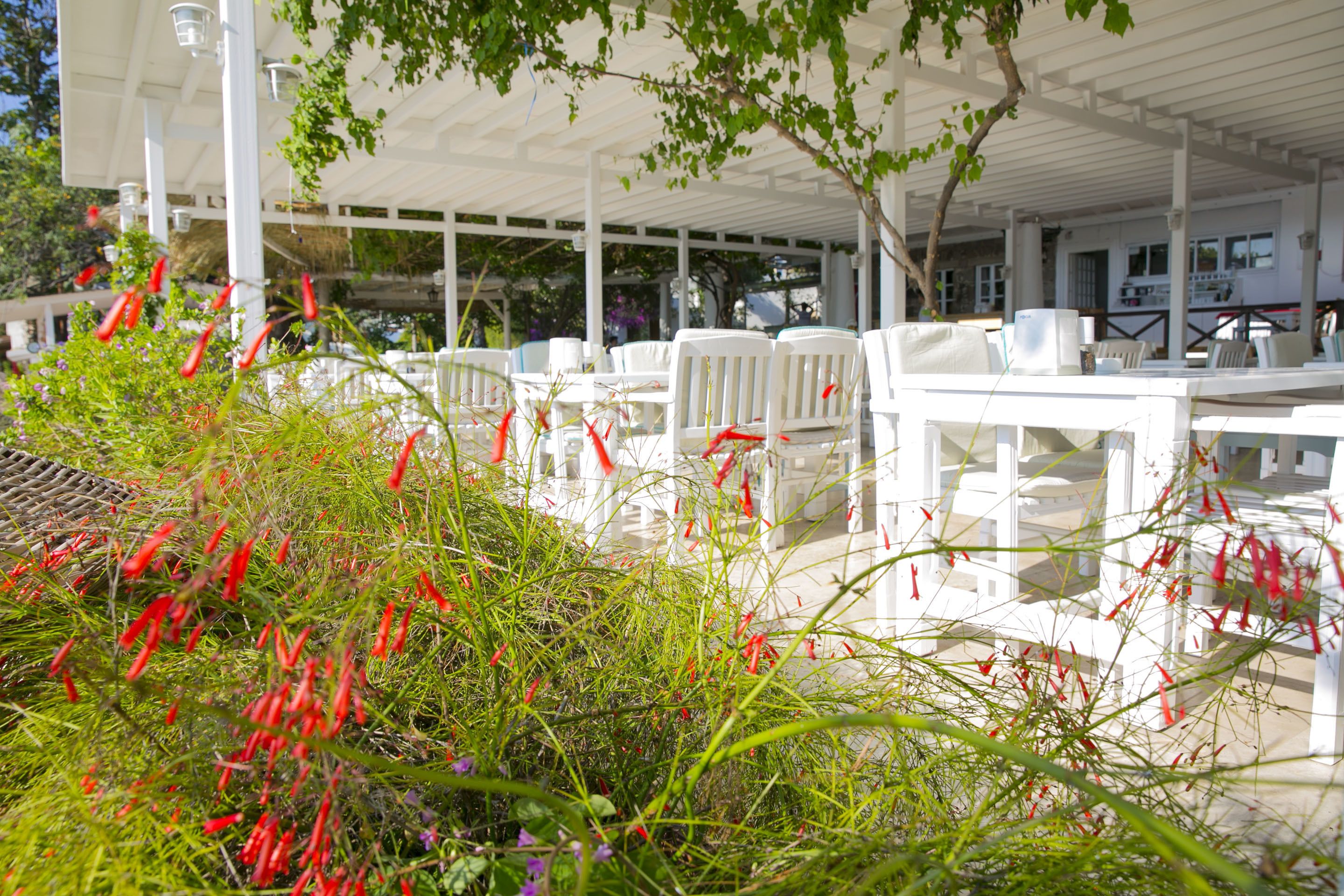 An outdoor seating area with white tables and chairs, surrounded by greenery and red flowers.