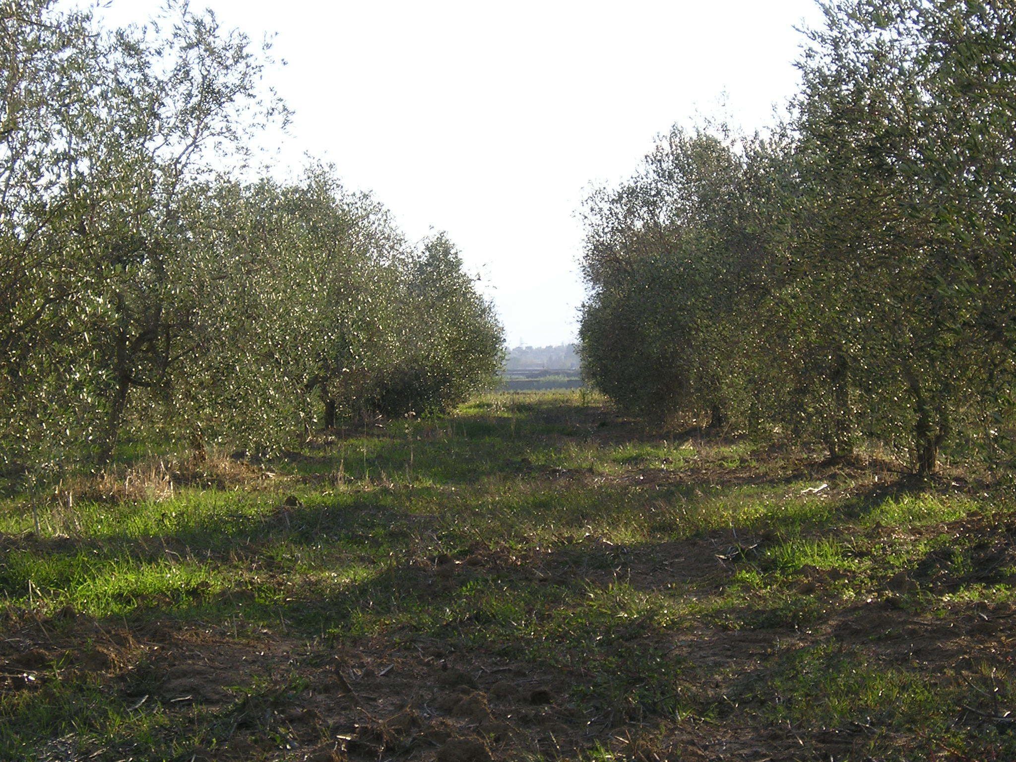 Un huerto con hileras de árboles.