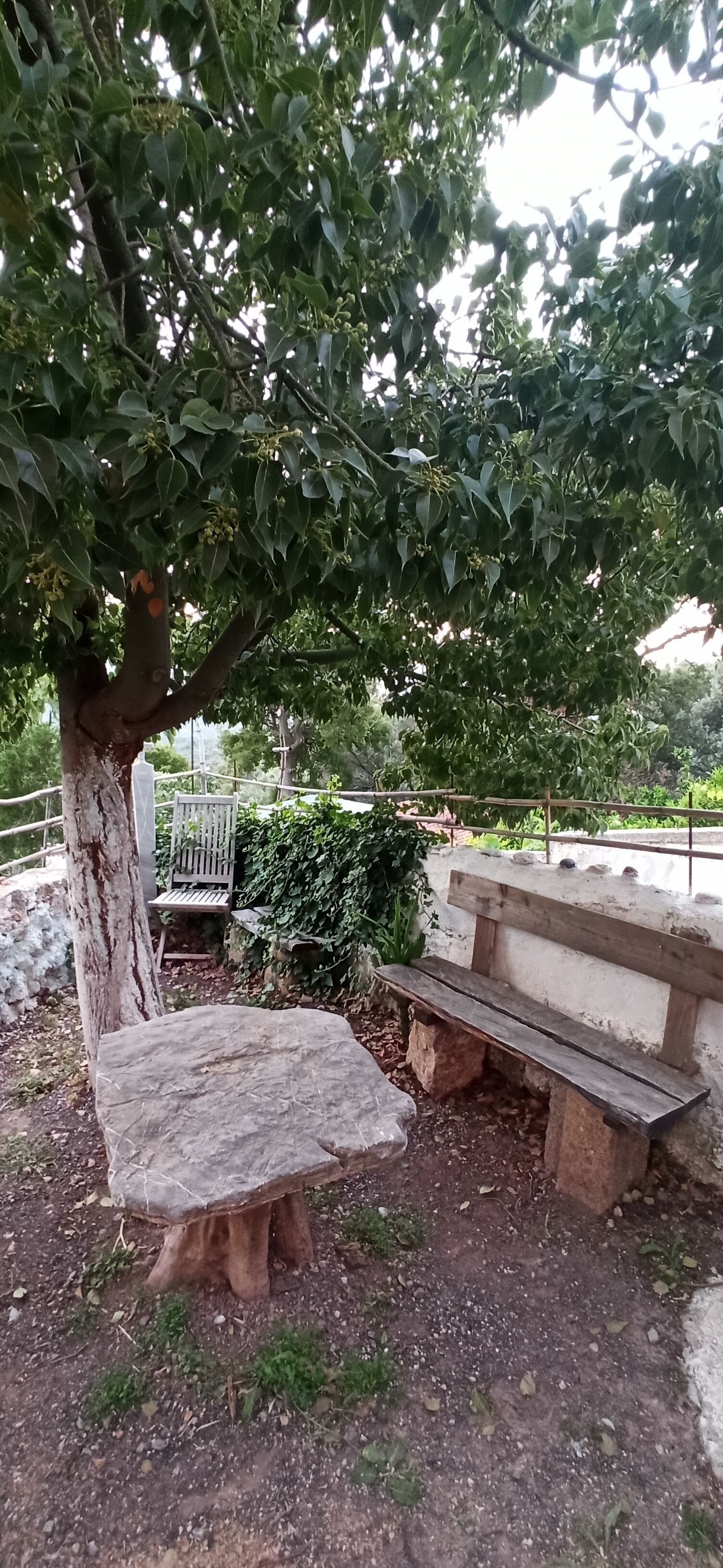 Un banco de piedra bajo un árbol, con otro banco al fondo.