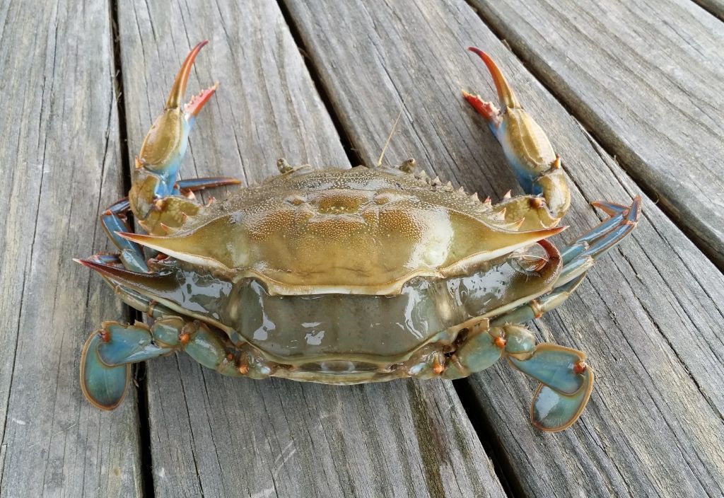 A crab on a wooden surface.