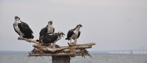 Aan het strand, ligstoelen aan het strand, strandlakens