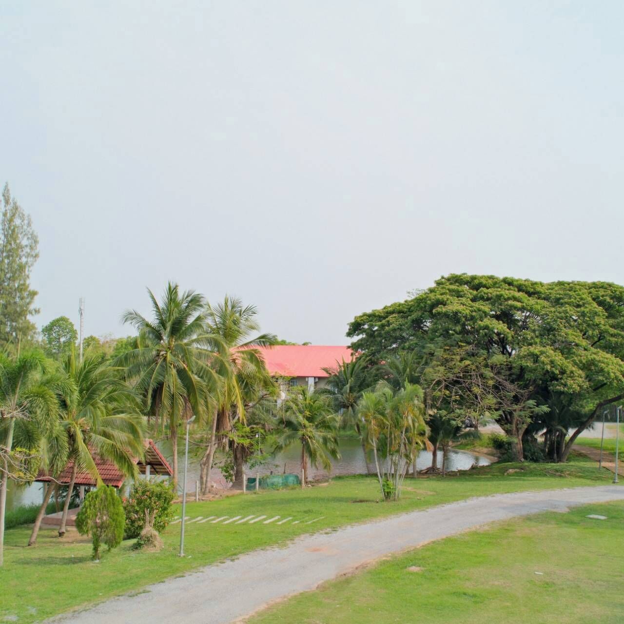 A residential area with a paved road, palm trees, and a house with a red roof.