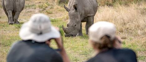 Villieläinten katselu