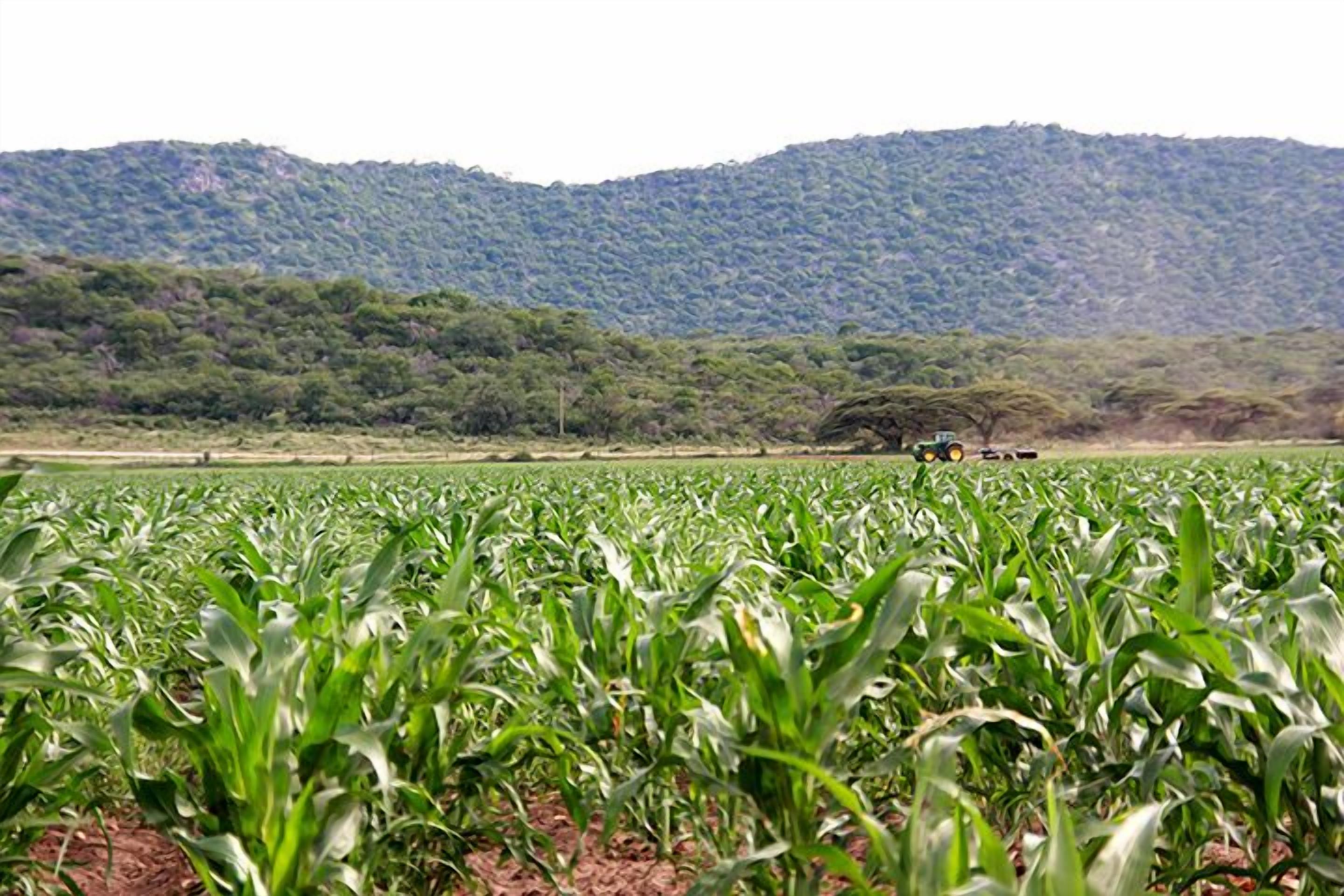Um campo de milho com um trator ao longe e uma colina arborizada ao fundo.