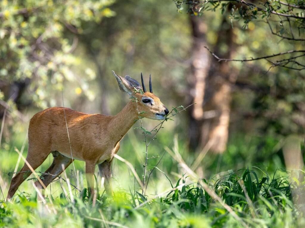 A deer in a natural setting with trees and grass.