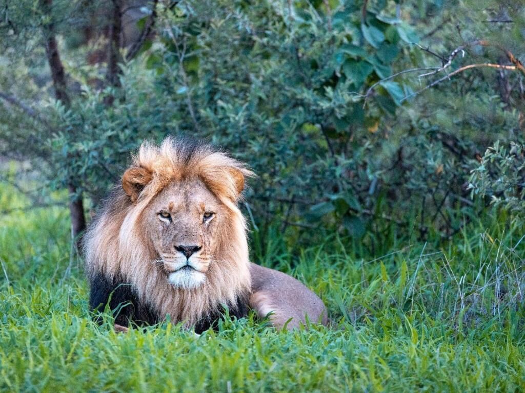 Un lion est allongé dans une zone herbeuse, avec un feuillage dense en arrière-plan.