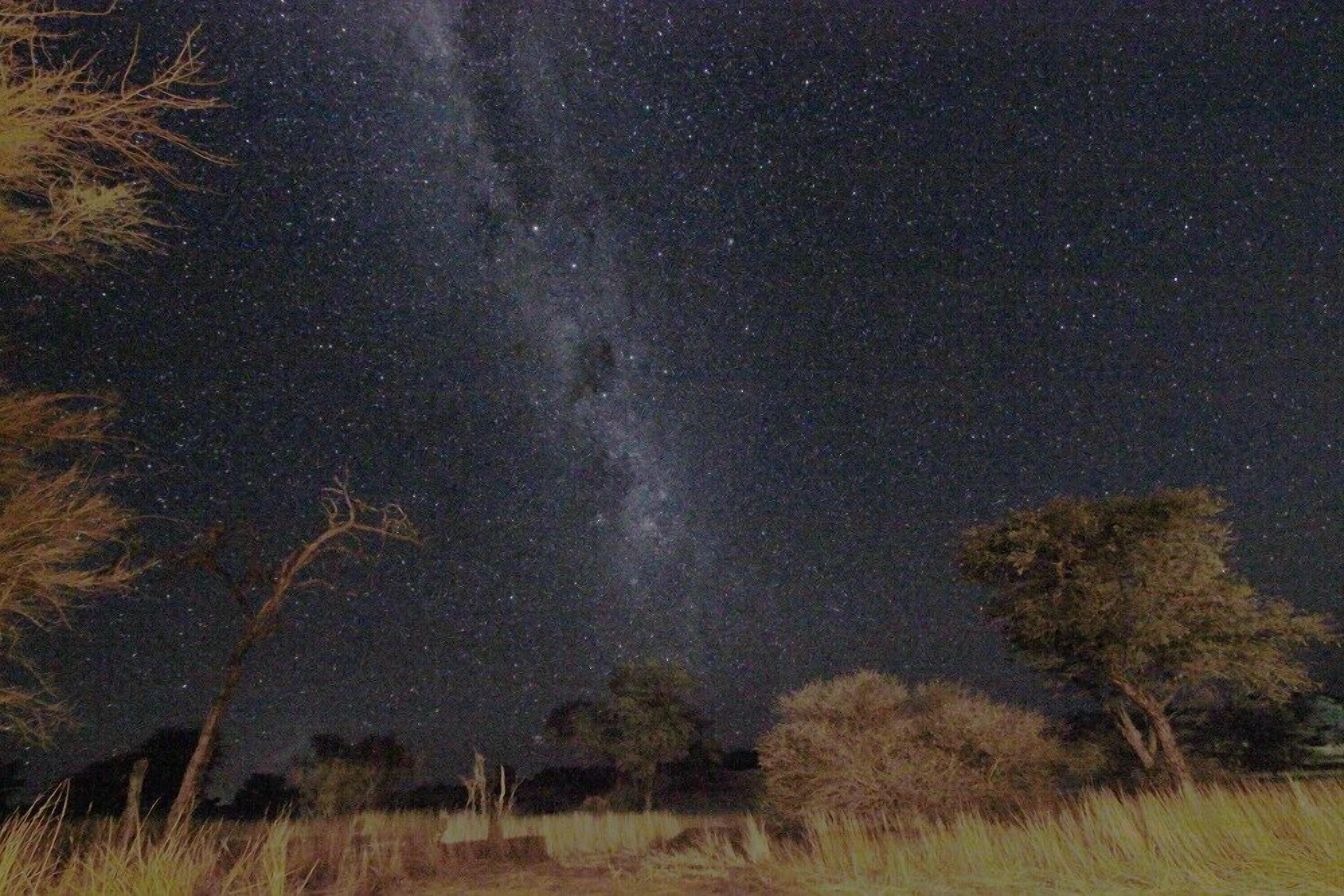 Cielo nocturno con estrellas y la Vía Láctea visible sobre un paisaje con árboles y hierba.