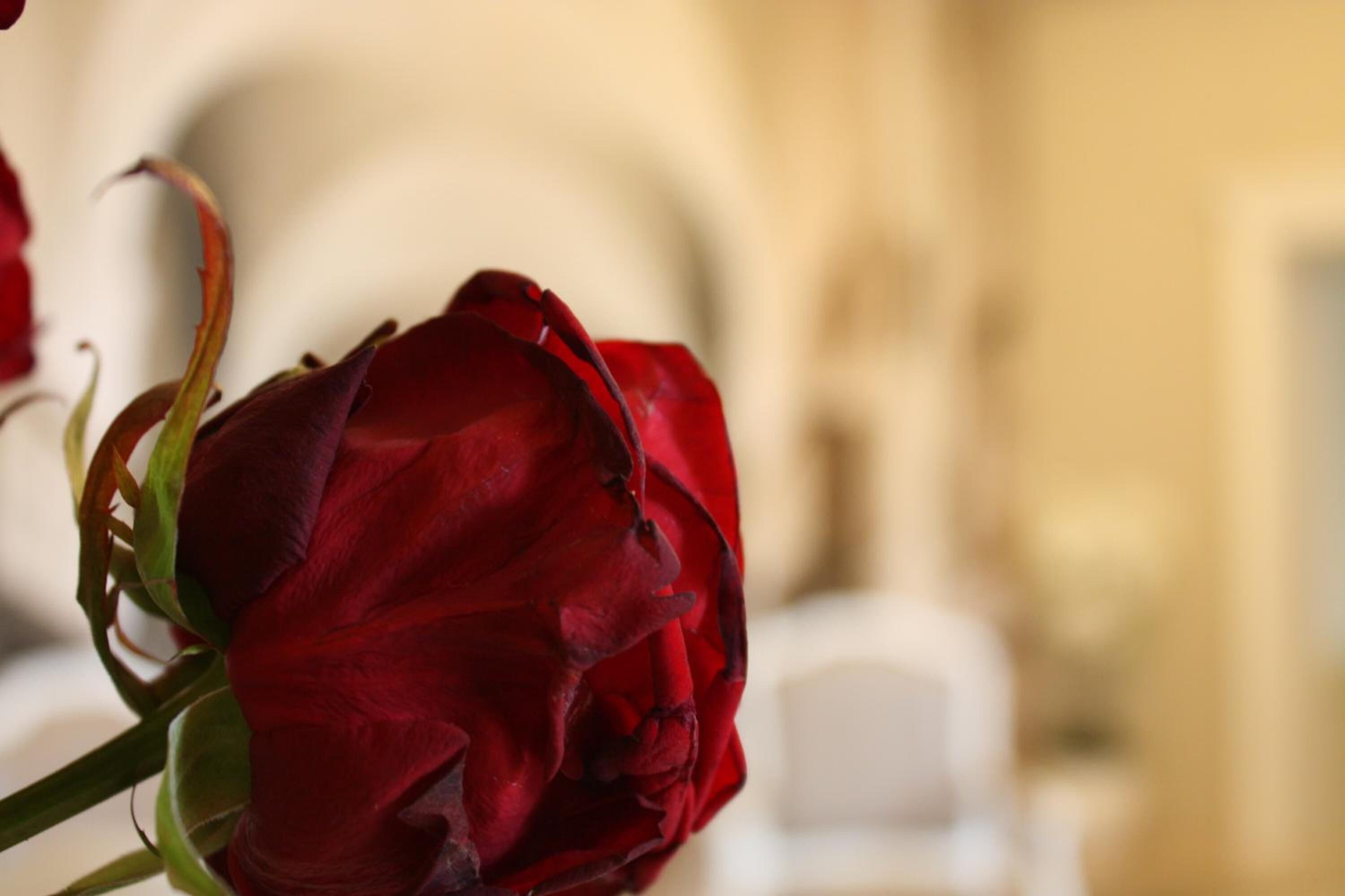 A single red rose in focus with a blurred background.
