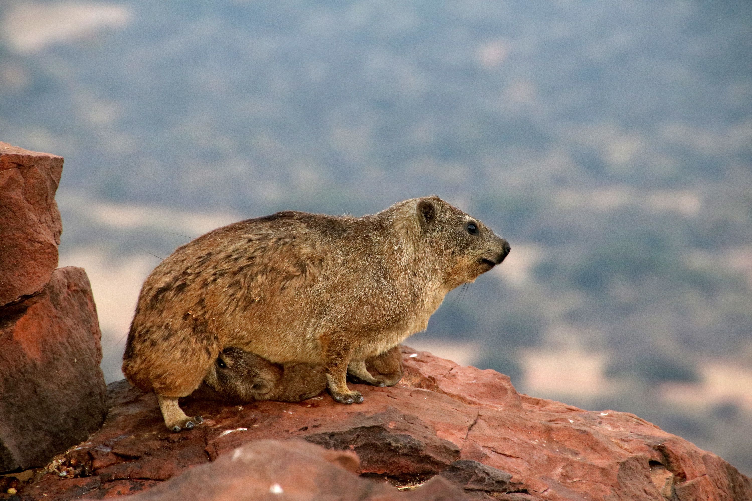 Una roca con un pequeño animal encima.