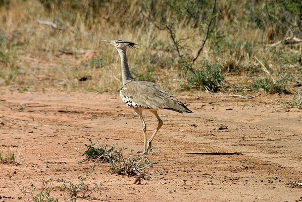 A bird standing on a dirt path with sparse vegetation in the background.