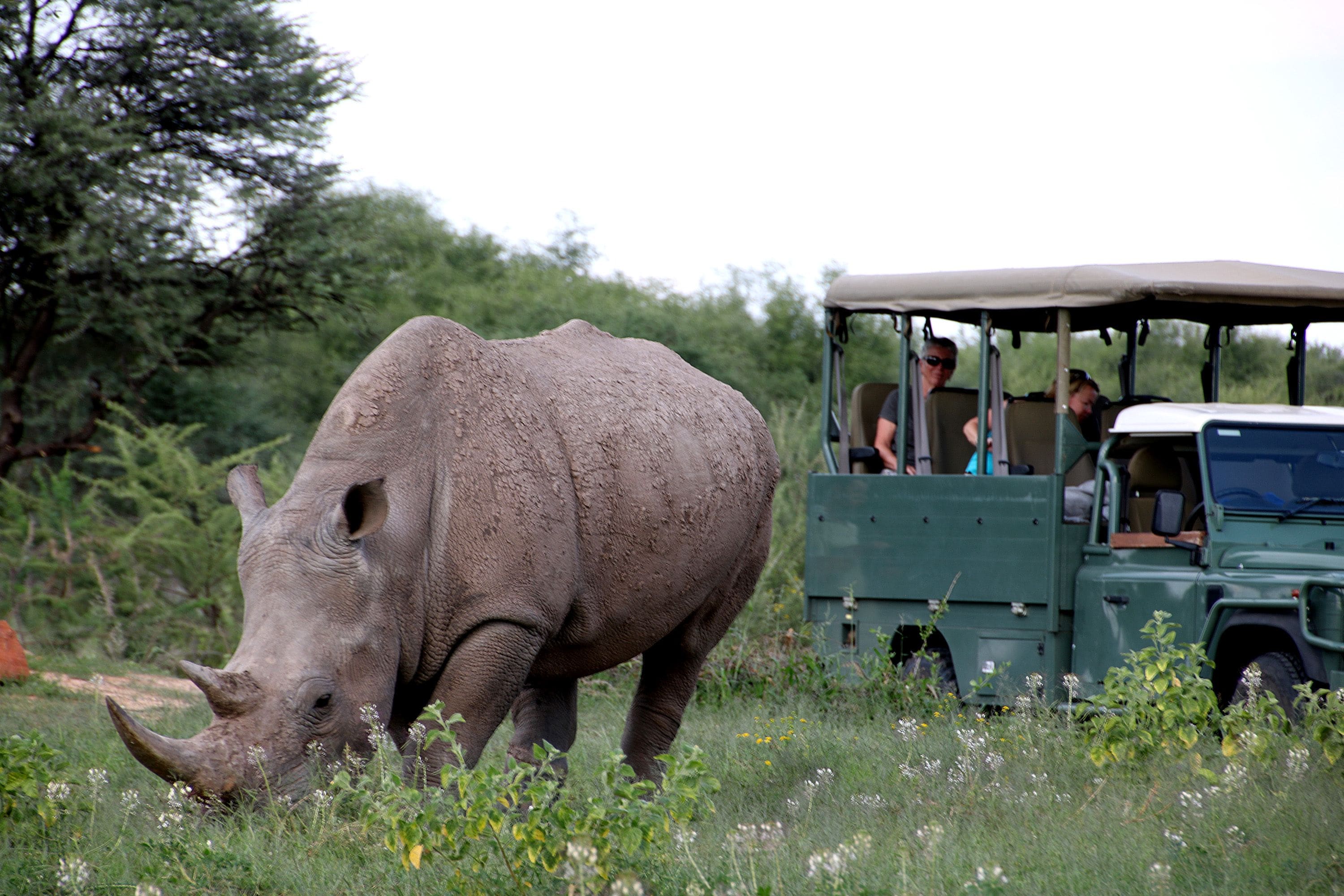 A large rhinoceros in a grassy field with a green vehicle in the background.