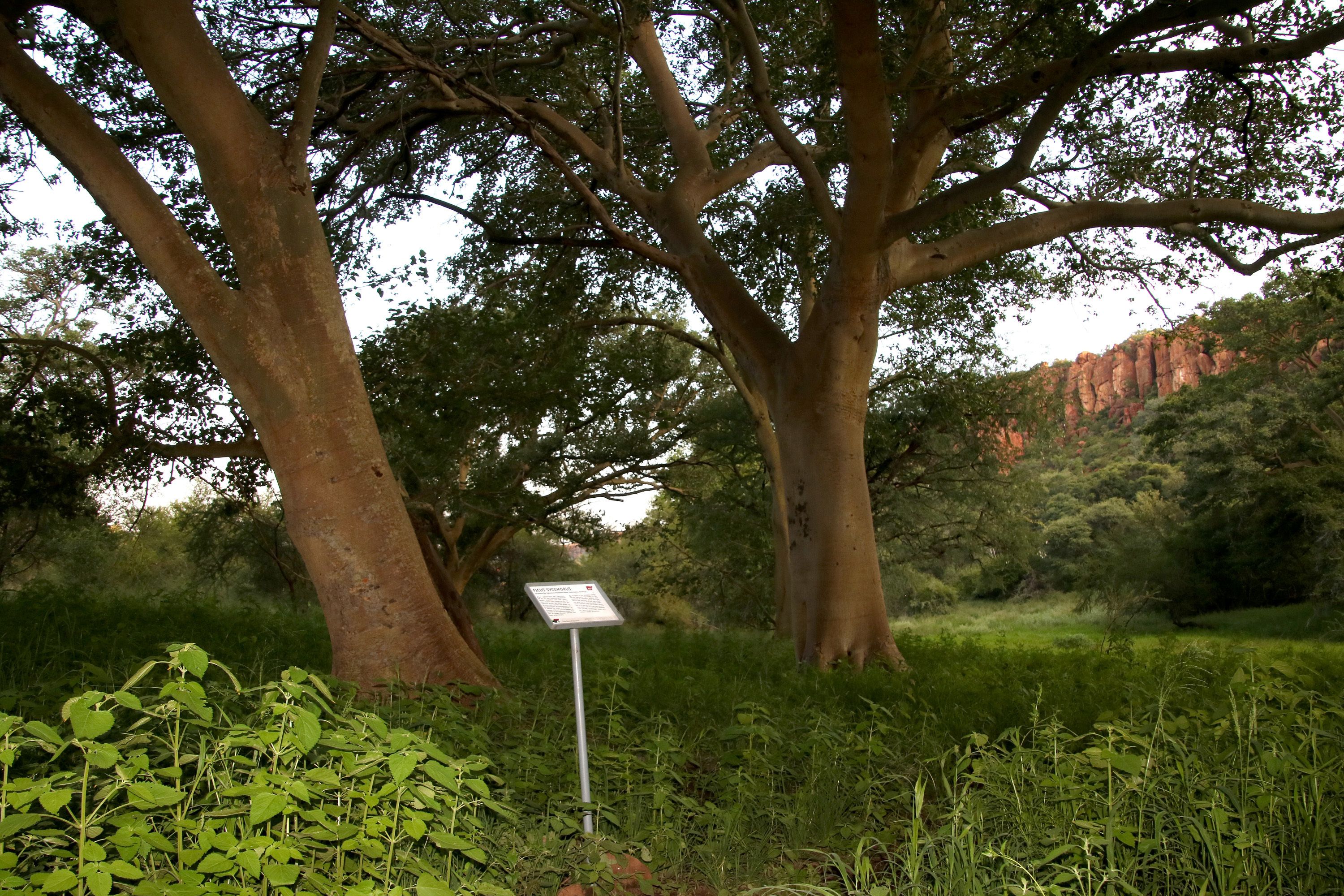 Un paysage naturel avec de grands arbres et un panneau indicateur.