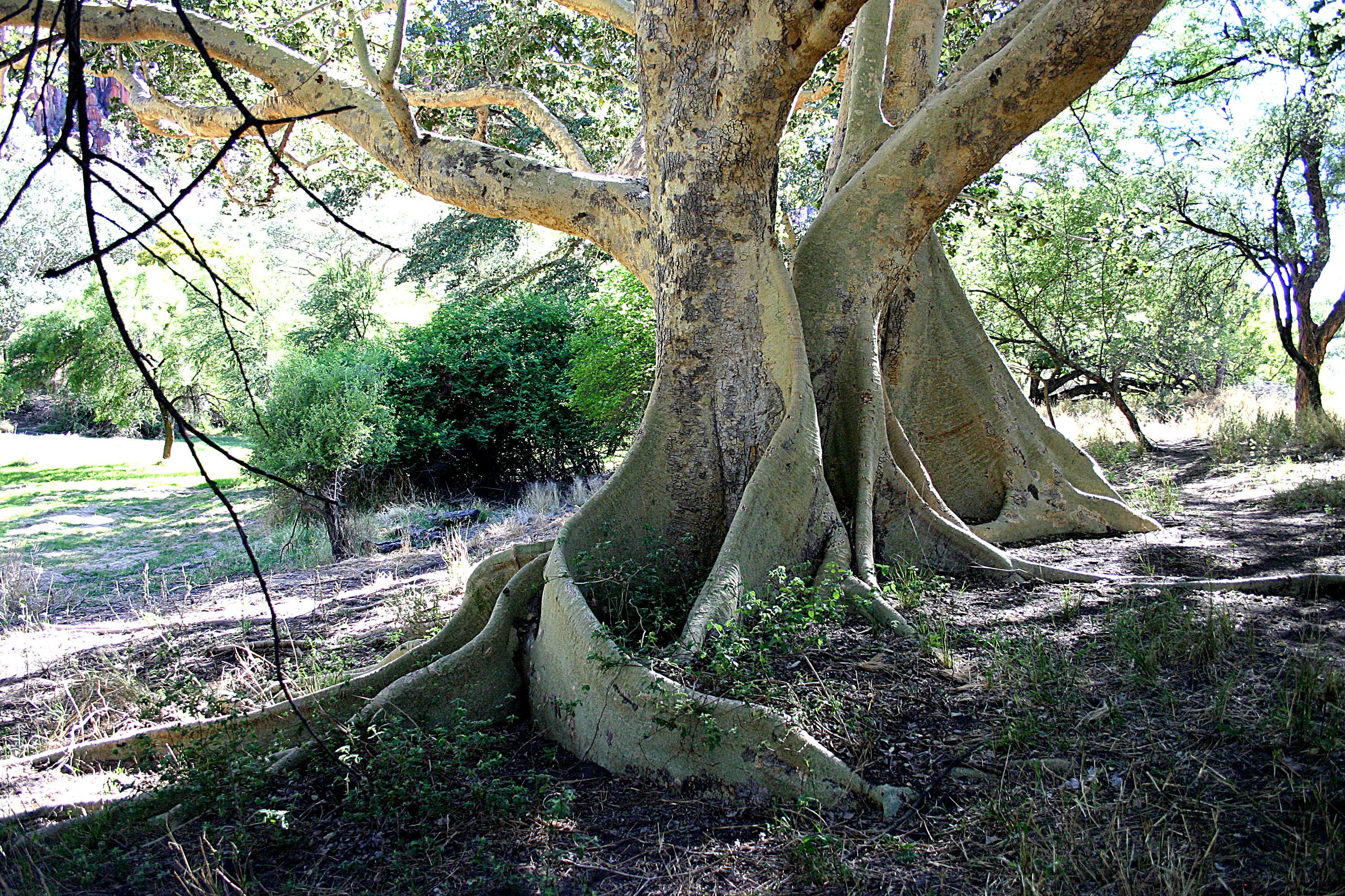 A large tree with extensive roots and a clear path around it.