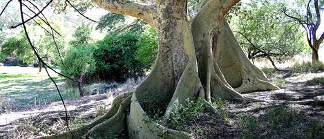 A large tree with extensive roots and a clear path around it.