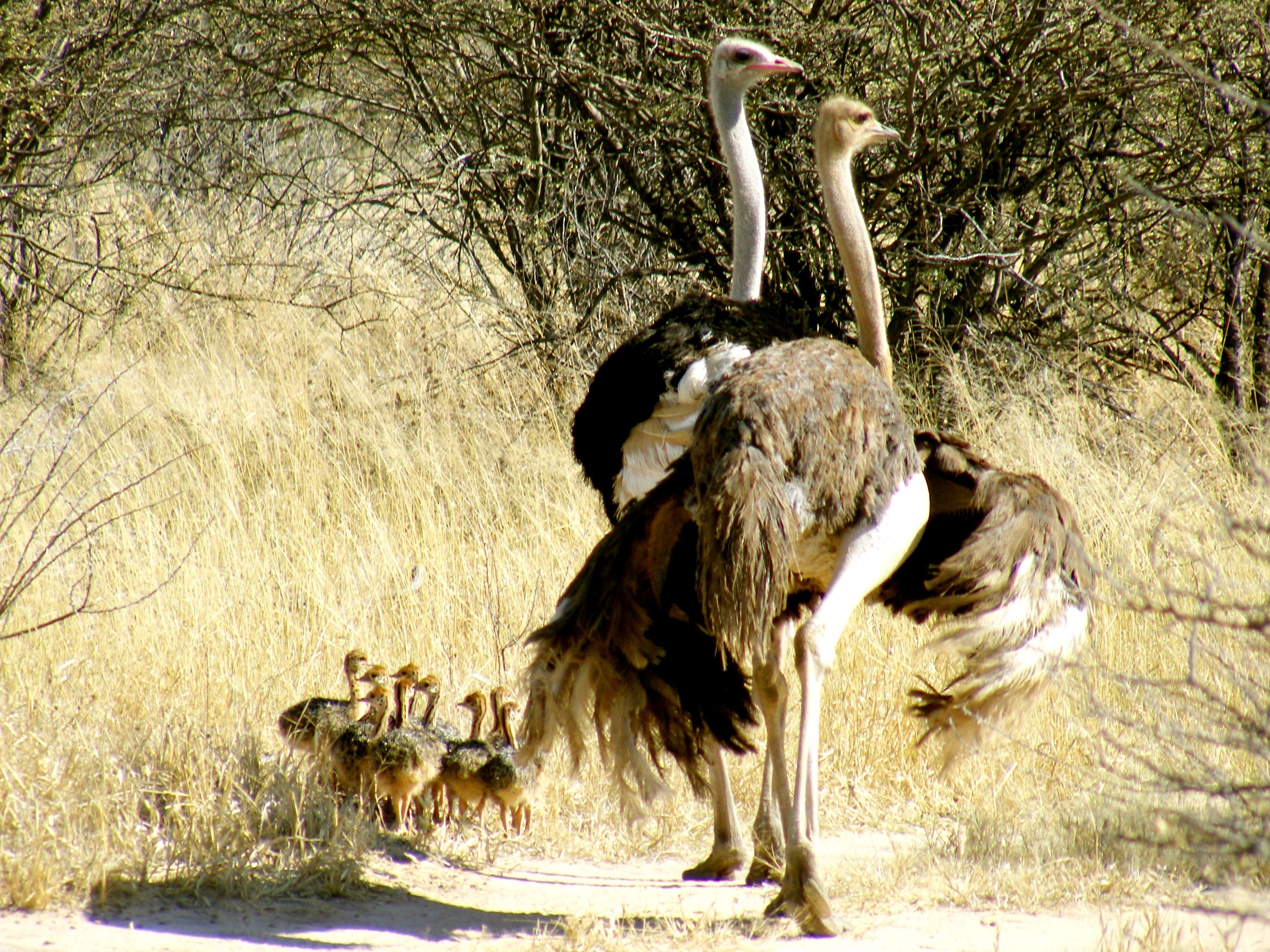 A group of ostriches with chicks in a dry grassland area.