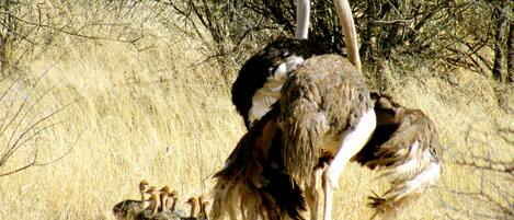 A group of ostriches with chicks in a dry grassland area.