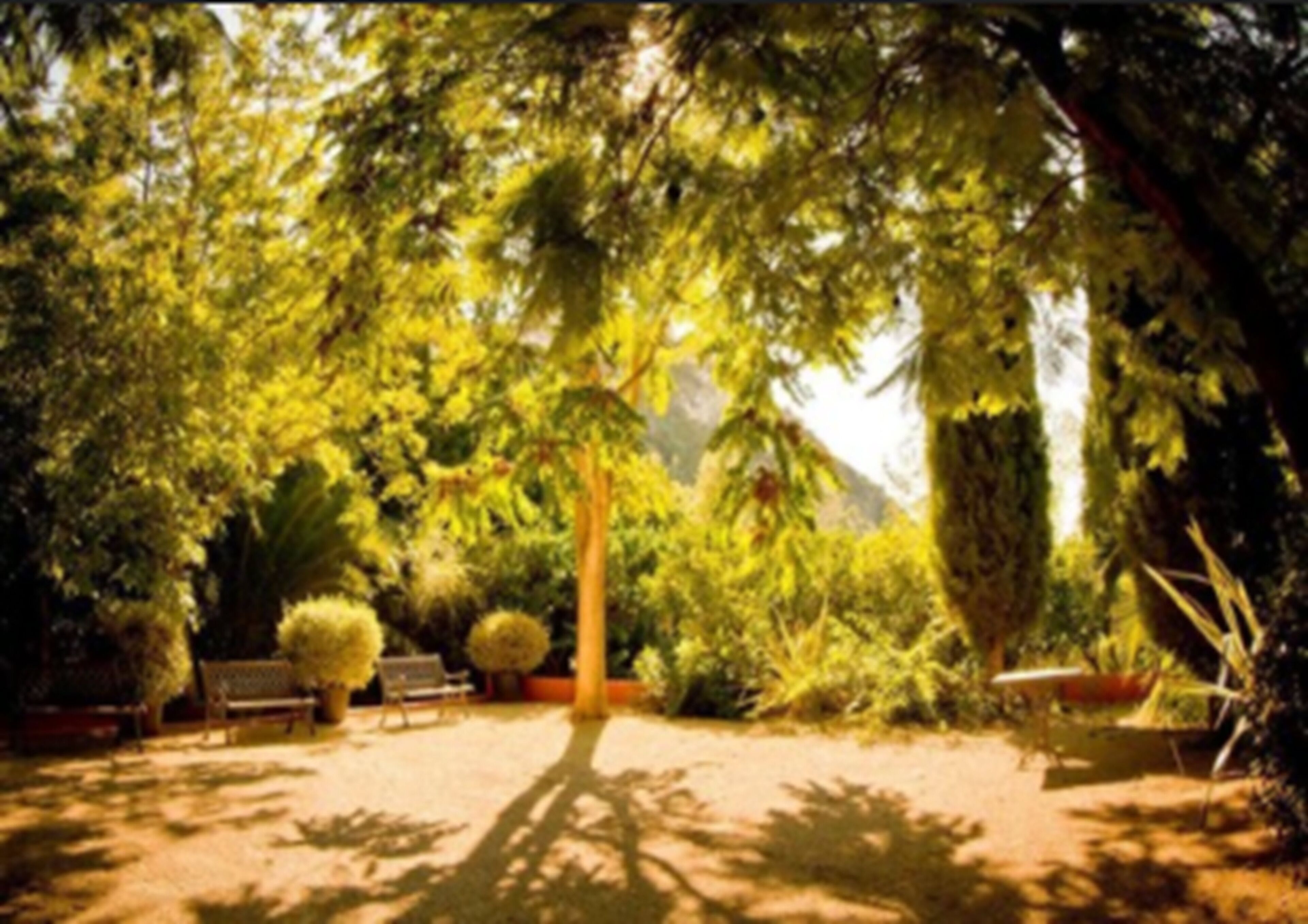 Um jardim com um banco, uma mesa pequena e plantas em vasos.