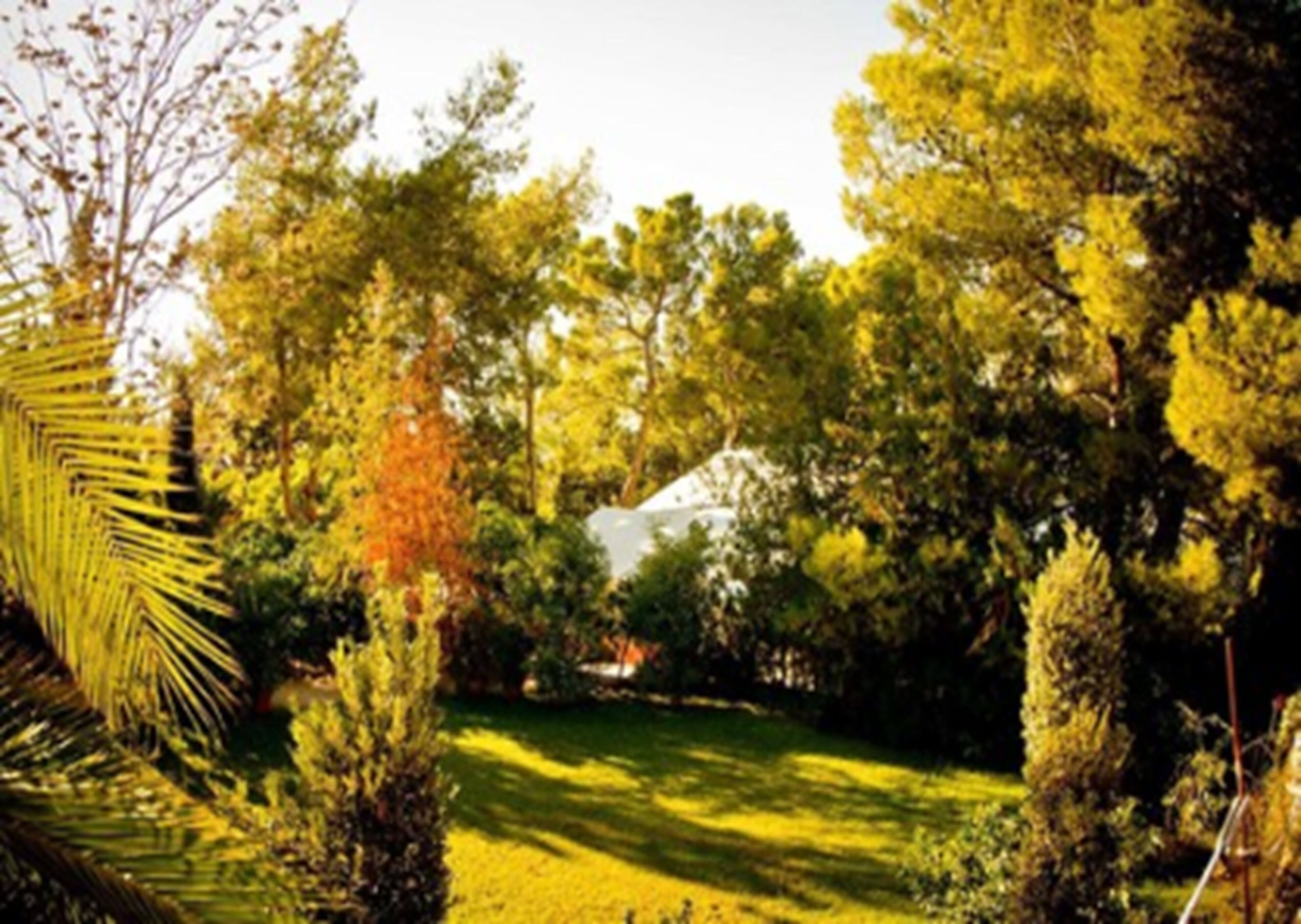 Un exuberante jardín con varios árboles y un edificio blanco al fondo.