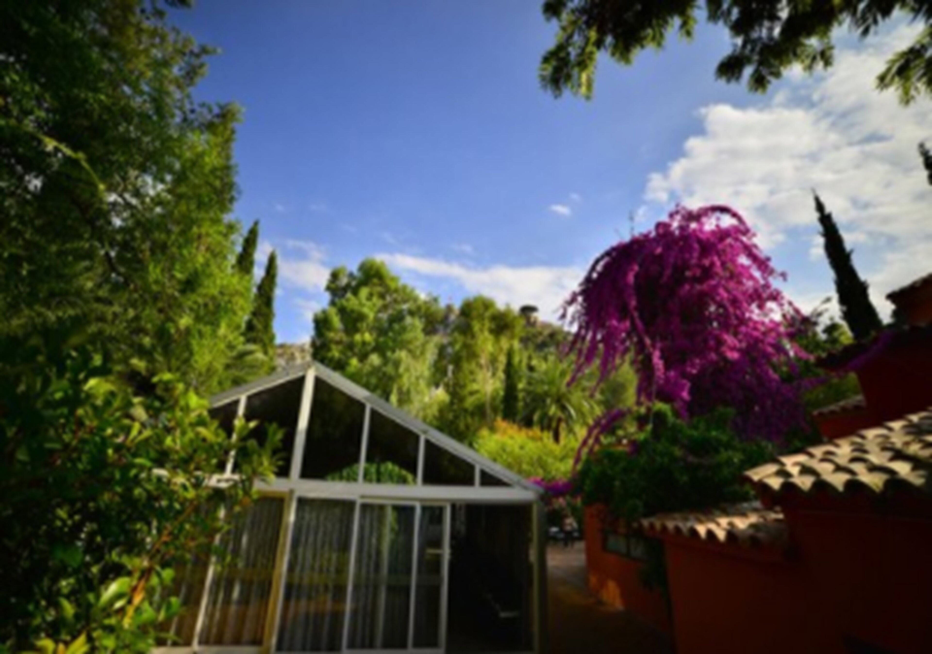 Un invernadero con techo triangular, rodeado de abundante follaje y un árbol con flores moradas.