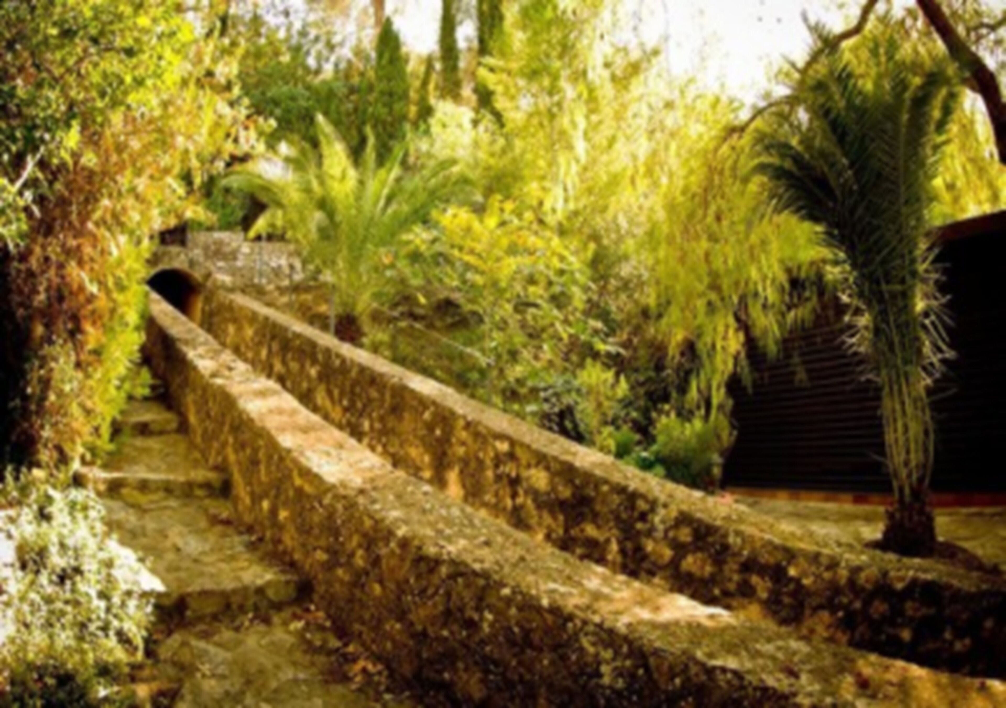 A stone staircase surrounded by lush greenery and a palm tree.