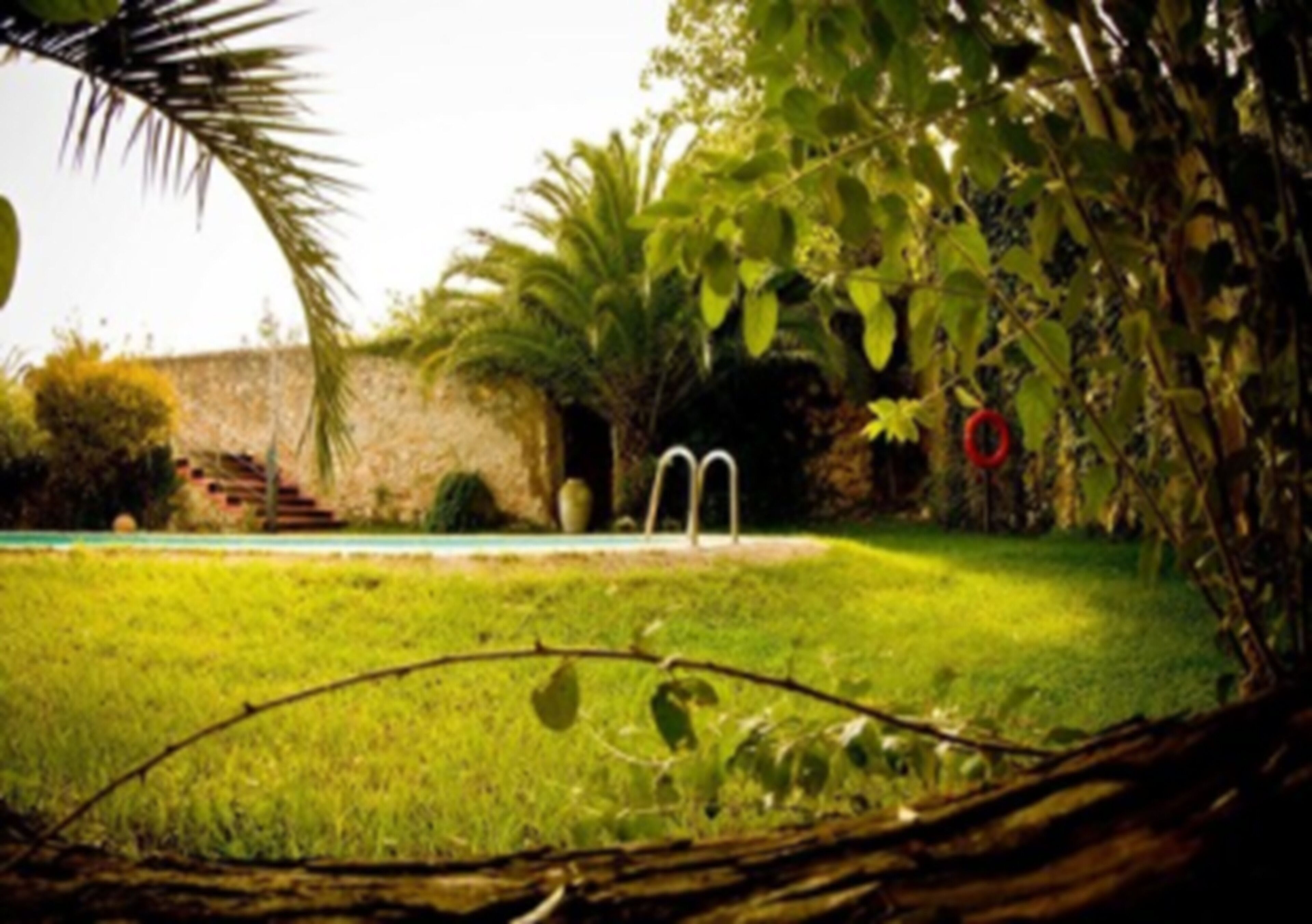 A garden with a swimming pool, a stone wall, and a palm tree.